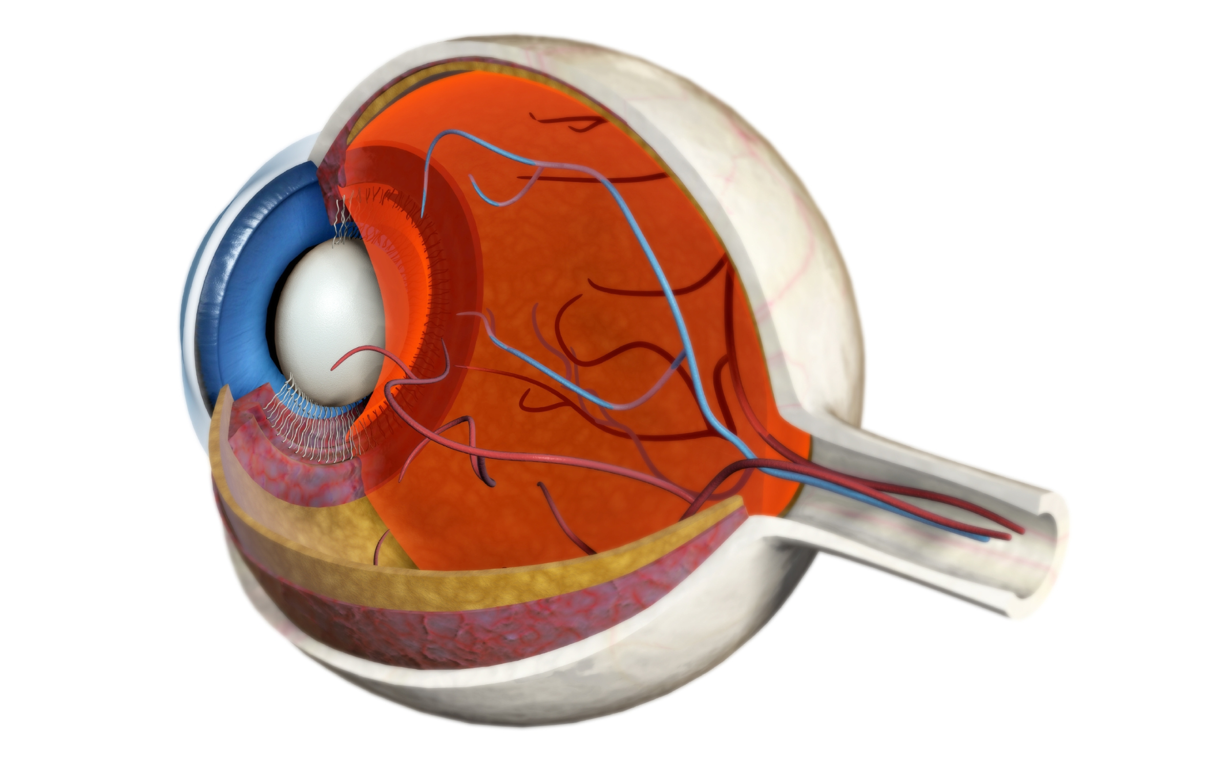 oogschadedoorpoppers